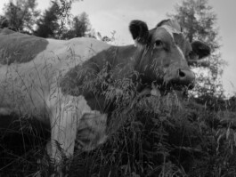 STEFAN REICHMANN - Fotograf